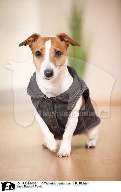 Jack Russell Terrier / Jack Russell Terrier / RR-49402