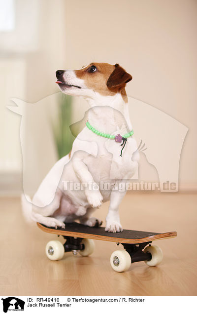 Jack Russell Terrier / Jack Russell Terrier / RR-49410