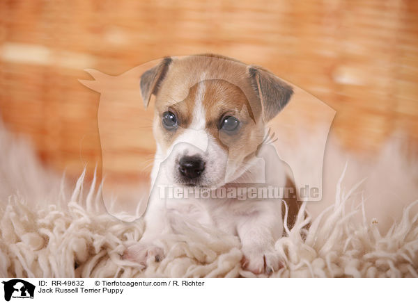 Jack Russell Terrier Welpe / Jack Russell Terrier Puppy / RR-49632