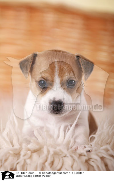Jack Russell Terrier Welpe / Jack Russell Terrier Puppy / RR-49634