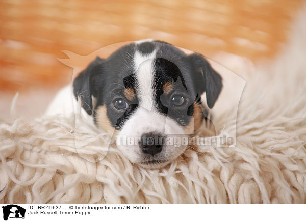 Jack Russell Terrier Welpe / Jack Russell Terrier Puppy / RR-49637