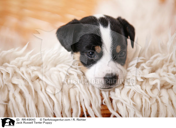 Jack Russell Terrier Welpe / Jack Russell Terrier Puppy / RR-49640