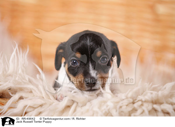 Jack Russell Terrier Welpe / Jack Russell Terrier Puppy / RR-49642