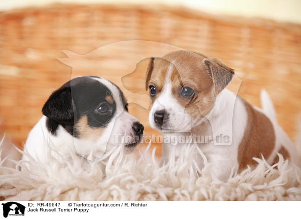 Jack Russell Terrier Welpe / Jack Russell Terrier Puppy / RR-49647