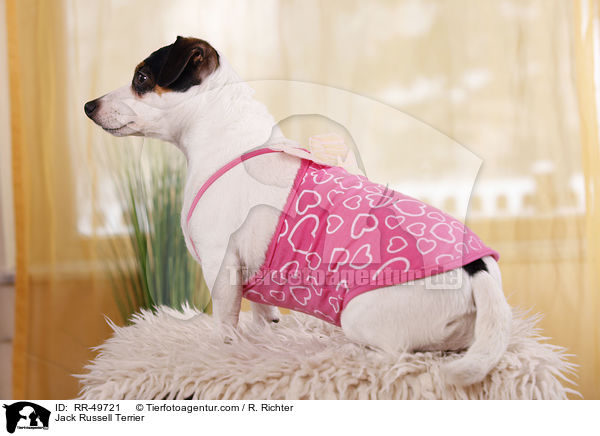Jack Russell Terrier / Jack Russell Terrier / RR-49721