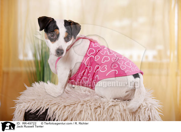 Jack Russell Terrier / Jack Russell Terrier / RR-49722