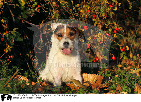 sitzender Parson Russell Terrier / sitting Parson Russell Terrier / SS-30421