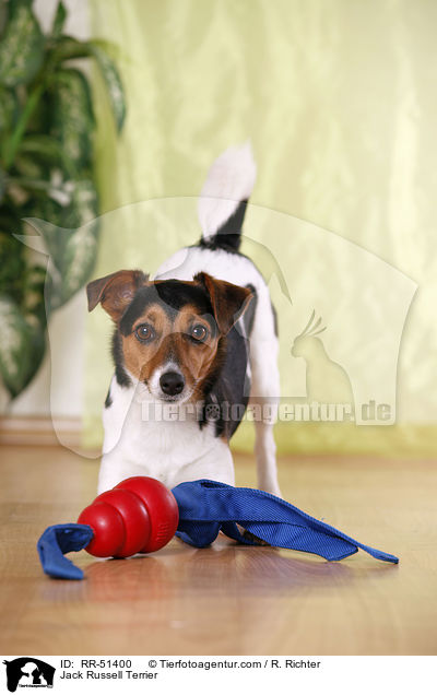 Jack Russell Terrier / Jack Russell Terrier / RR-51400