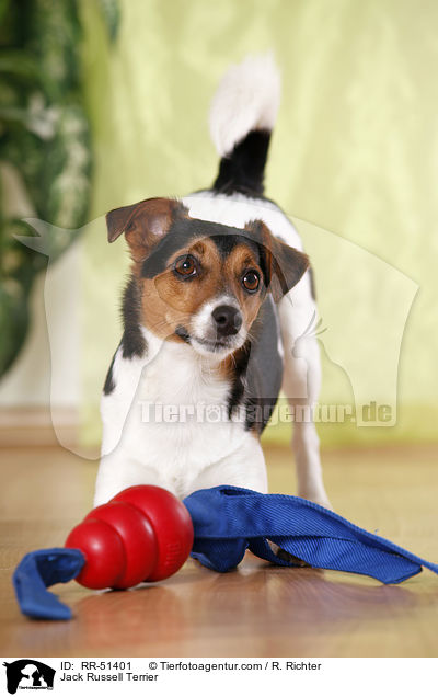 Jack Russell Terrier / Jack Russell Terrier / RR-51401