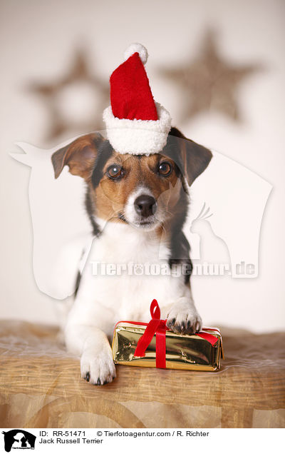 Jack Russell Terrier / Jack Russell Terrier / RR-51471