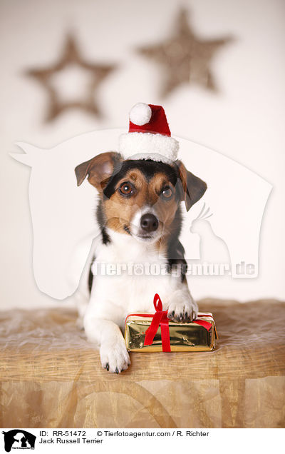 Jack Russell Terrier / Jack Russell Terrier / RR-51472