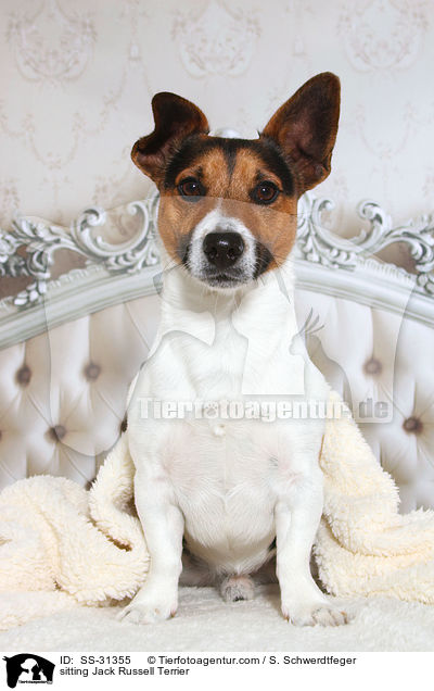 sitzender Jack Russell Terrier / sitting Jack Russell Terrier / SS-31355