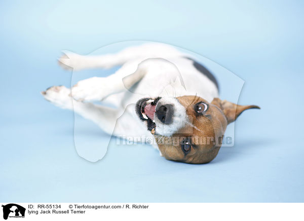 liegender Jack Russell Terrier / lying Jack Russell Terrier / RR-55134
