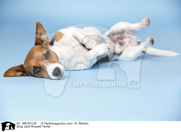 liegender Jack Russell Terrier / lying Jack Russell Terrier / RR-55138