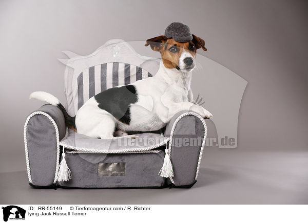 lying Jack Russell Terrier / RR-55149