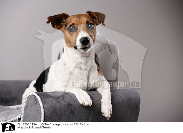 lying Jack Russell Terrier / RR-55154