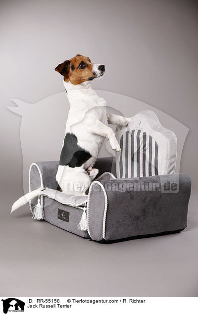 Jack Russell Terrier / RR-55158