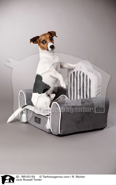Jack Russell Terrier / RR-55159