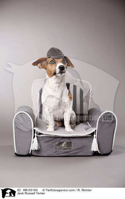 Jack Russell Terrier / RR-55160