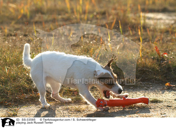 spielender Parson Russell Terrier / playing Parson Russell Terrier / SS-33585