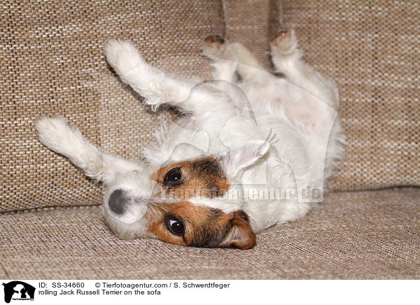 Parson Russell Terrier wlzt sich auf der Couch / rolling Parson Russell Terrier on the sofa / SS-34660