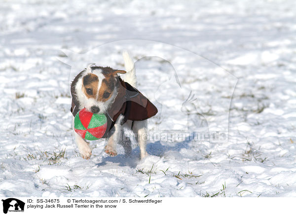 spielender Parson Russell Terrier im Schnee / playing Parson Russell Terrier in the snow / SS-34675