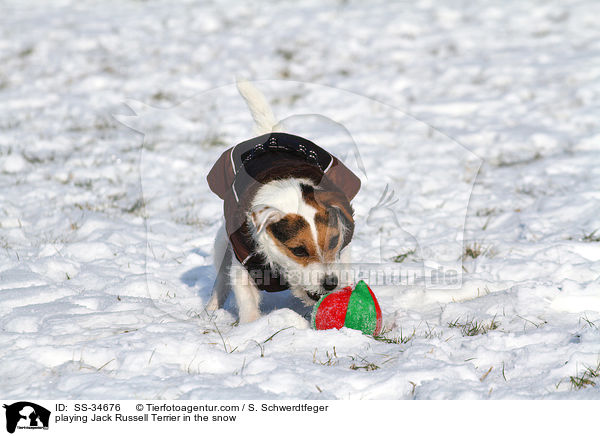spielender Parson Russell Terrier im Schnee / playing Parson Russell Terrier in the snow / SS-34676