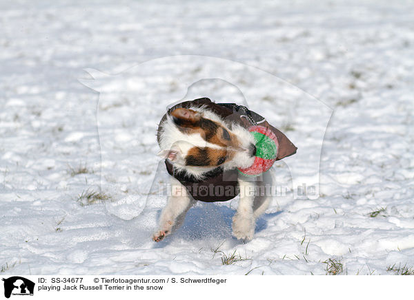 spielender Parson Russell Terrier im Schnee / playing Parson Russell Terrier in the snow / SS-34677