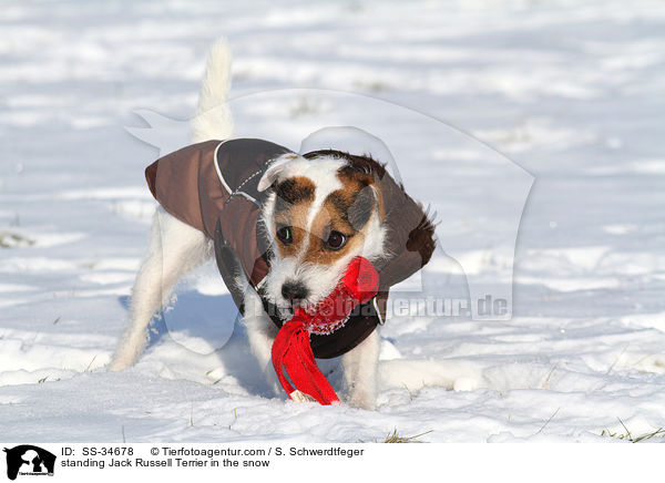 stehender Parson Russell Terrier im Schnee / standing Parson Russell Terrier in the snow / SS-34678