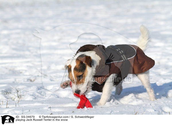 spielender Parson Russell Terrier im Schnee / playing Parson Russell Terrier in the snow / SS-34679