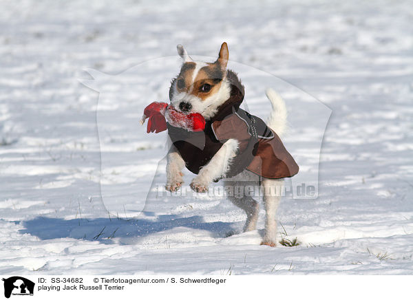 playing Jack Russell Terrier / SS-34682