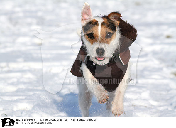 rennender Parson Russell Terrier / running Parson Russell Terrier / SS-34687