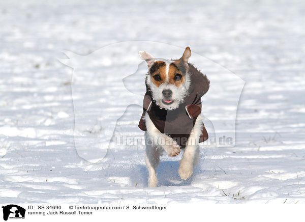 rennender Parson Russell Terrier / running Parson Russell Terrier / SS-34690