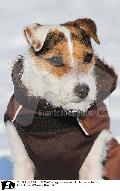 Parson Russell Terrier Portrait / Parson Russell Terrier Portrait / SS-34694