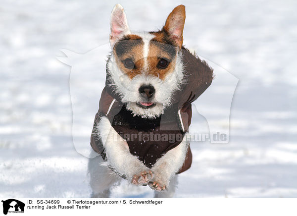 rennender Parson Russell Terrier / running Parson Russell Terrier / SS-34699