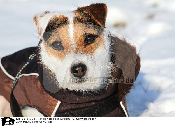 Parson Russell Terrier Portrait / Parson Russell Terrier Portrait / SS-34705