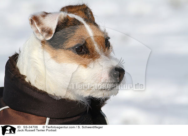 Parson Russell Terrier Portrait / Parson Russell Terrier Portrait / SS-34706