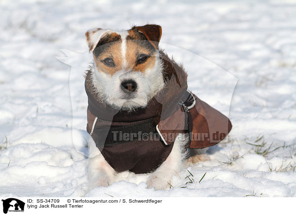 liegender Parson Russell Terrier / lying Parson Russell Terrier / SS-34709
