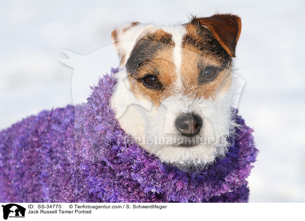 Parson Russell Terrier Portrait / Parson Russell Terrier Portrait / SS-34770