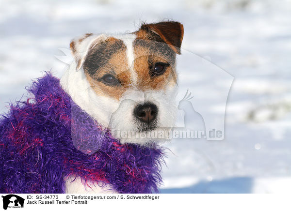 Parson Russell Terrier Portrait / Parson Russell Terrier Portrait / SS-34773