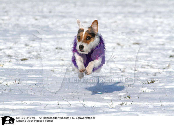 springender Parson Russell Terrier / jumping Parson Russell Terrier / SS-34776