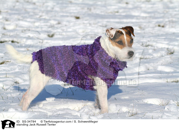 stehender Parson Russell Terrier / standing Parson Russell Terrier / SS-34784