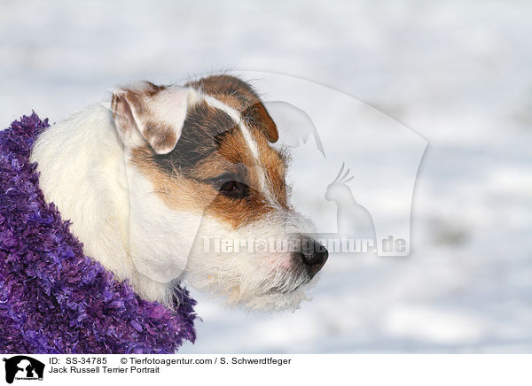 Parson Russell Terrier Portrait / Parson Russell Terrier Portrait / SS-34785