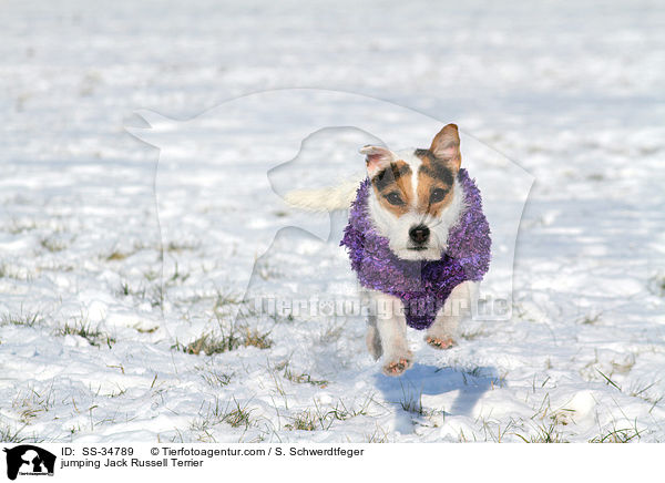 springender Parson Russell Terrier / jumping Parson Russell Terrier / SS-34789