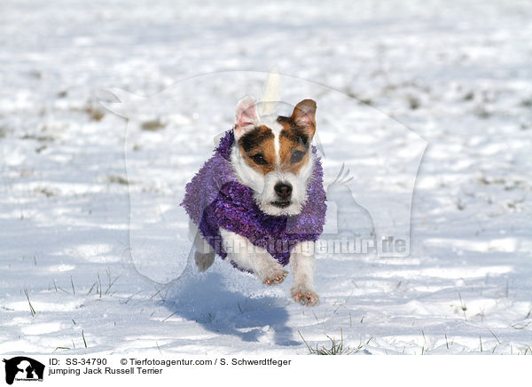 springender Parson Russell Terrier / jumping Parson Russell Terrier / SS-34790