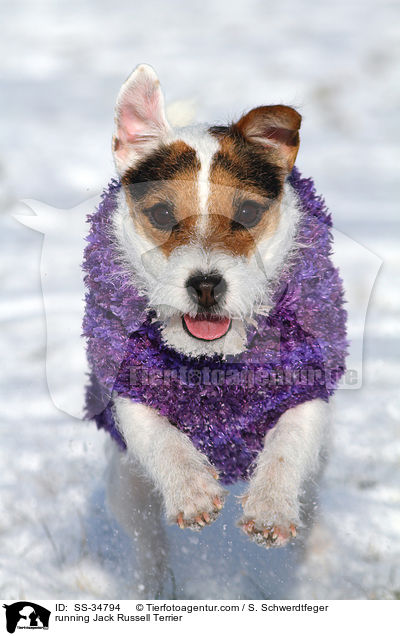 rennender Parson Russell Terrier / running Parson Russell Terrier / SS-34794