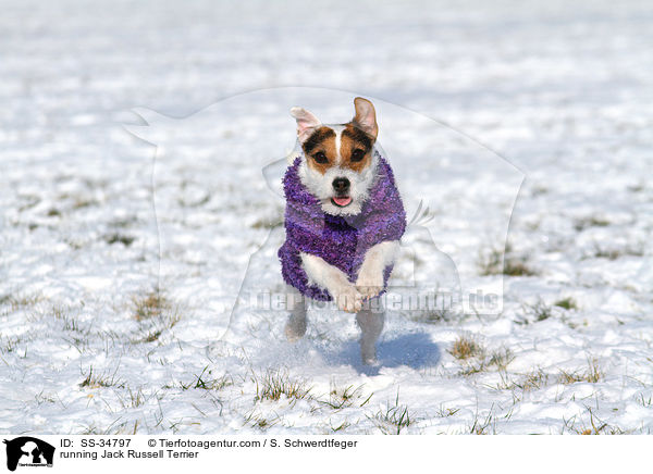 rennender Parson Russell Terrier / running Parson Russell Terrier / SS-34797