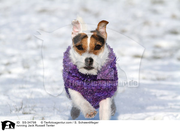 rennender Parson Russell Terrier / running Parson Russell Terrier / SS-34798