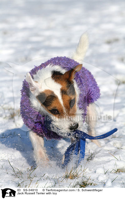 Parson Russell Terrier mit Spielzeug / Parson Russell Terrier with toy / SS-34810