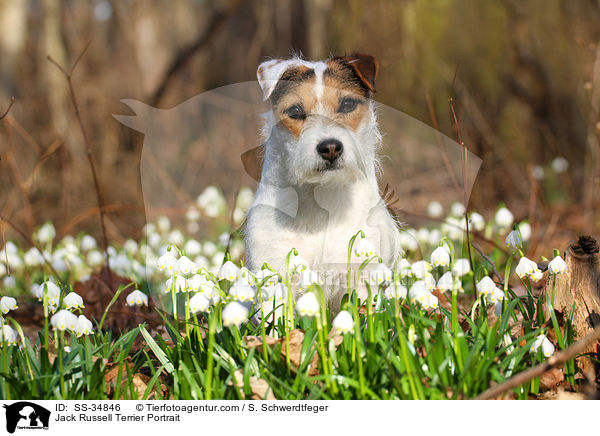Jack Russell Terrier Portrait / SS-34846